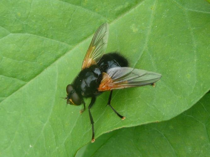 Mesembrina meridiana © MAILLIER Sébastien