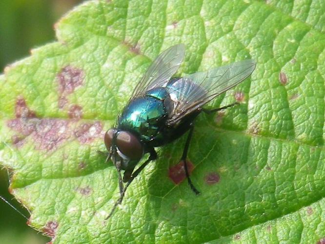 Neomyia cornicina © HALLART Guénael