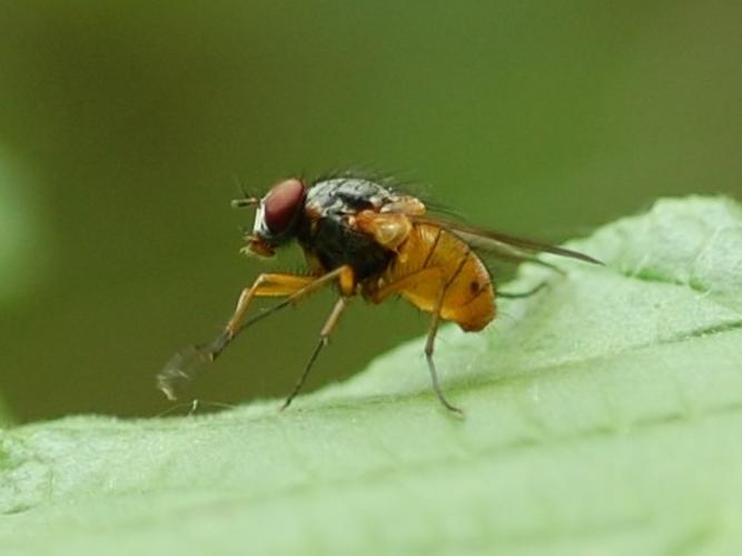 Phaonia rufiventris © VANSTEENE Nicolas