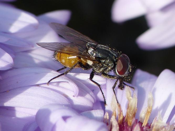 Musca autumnalis © BARBIER Simon