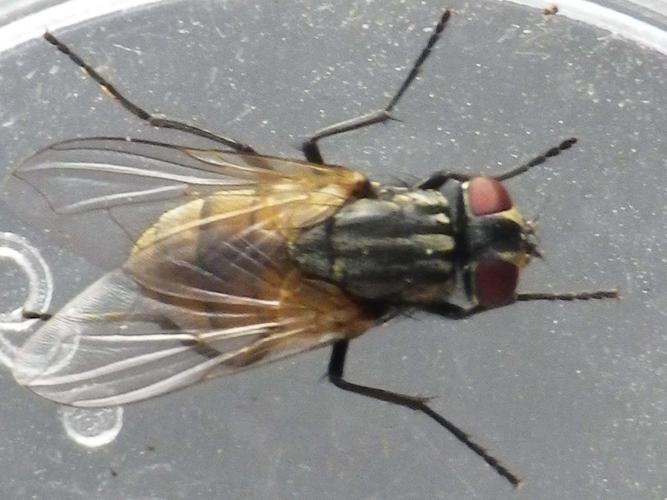 Musca domestica © HALLART Guénael