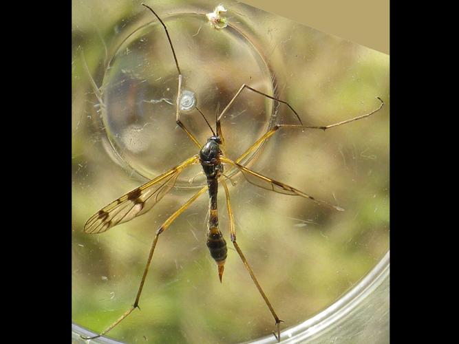 Ptychoptera lacustris © HALLART Guénael