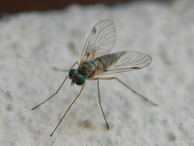 Chrysopilus asiliformis © VANSTEENE Nicolas