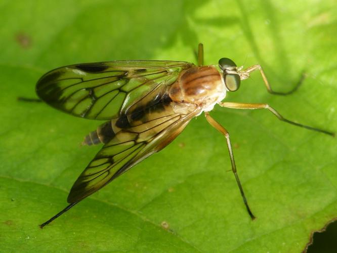 Rhagio strigosus © BARBIER Simon