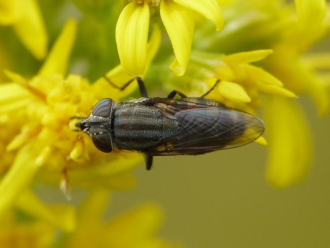 Stomorhina lunata © BARBIER Simon