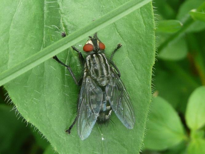 Sarcophaga carnaria © MAILLIER Sébastien