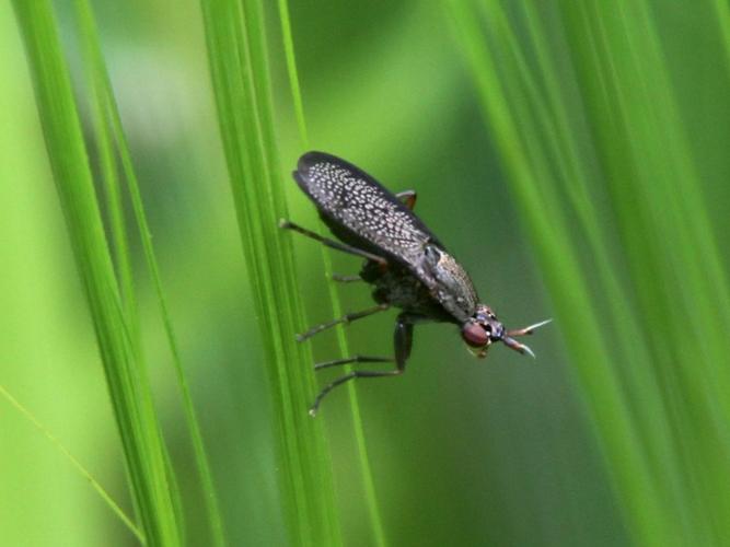 Coremacera marginata © COLINDRE Laurent