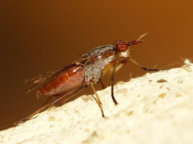 Dichetophora obliterata © BARBIER Simon