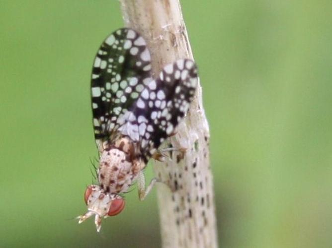 Trypetoptera punctulata © LETHEVE Xavier