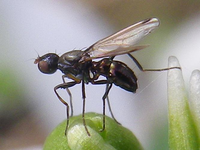 Sepsis fulgens © HALLART Guénael