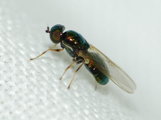 Microchrysa flavicornis © BARBIER Simon