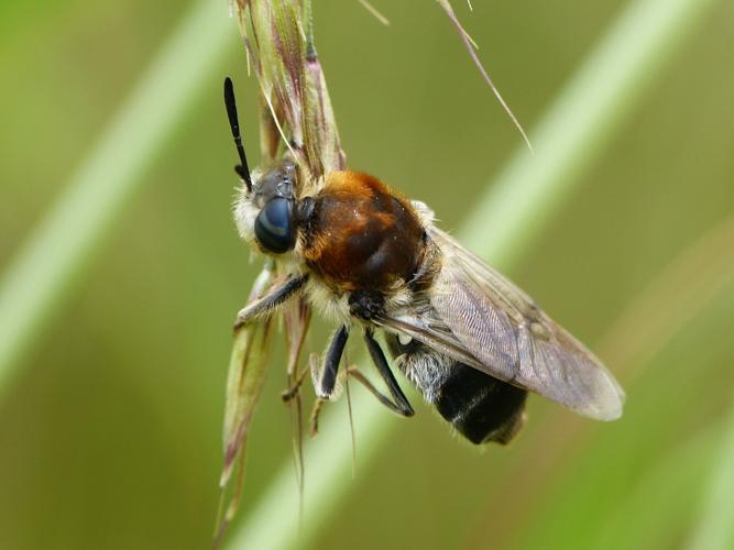 Stratiomys longicornis © BARBIER Simon