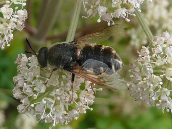 Stratiomys singularior © MAILLIER Sébastien