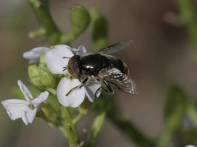 Eristalinus aeneus © TOP Damien