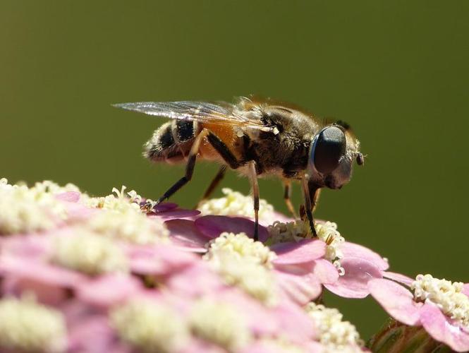 Eristalis arbustorum © BARBIER Simon