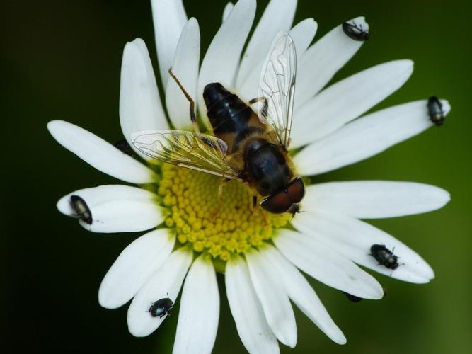 Eristalis pertinax © BARBIER Simon