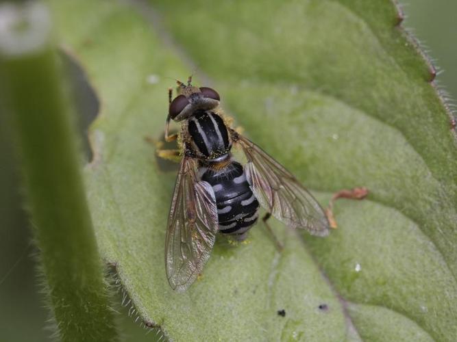 Anasimyia lineata © TOP Damien