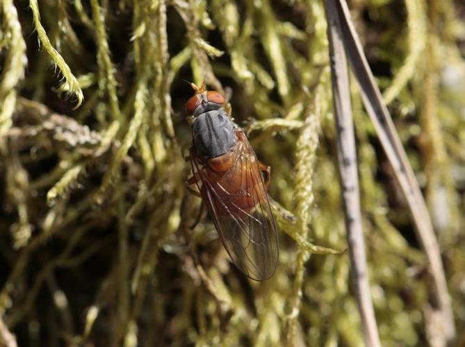 Brachyopa pilosa © TOP Damien