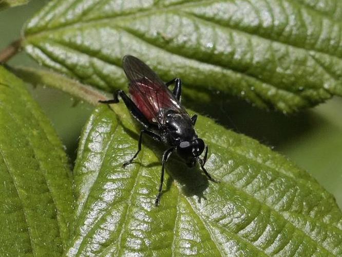 Brachypalpoides lentus © TOP Damien