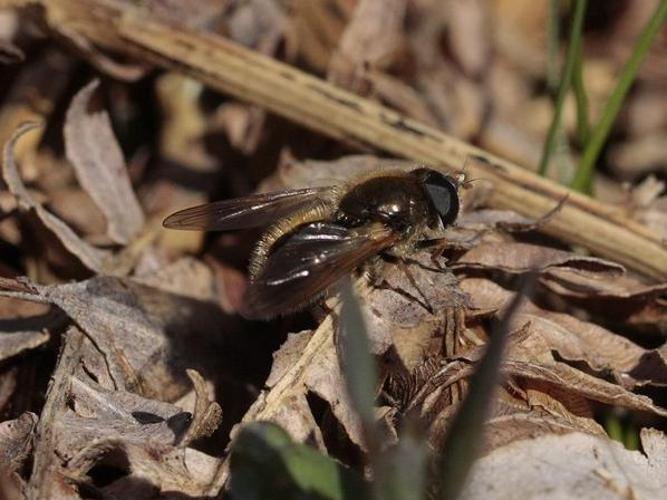 Cheilosia albipila © TOP Damien