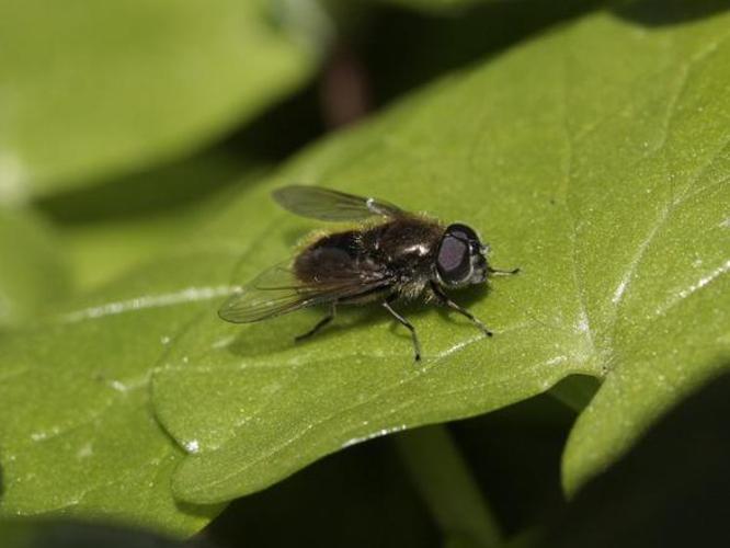 Cheilosia proxima © TOP Damien