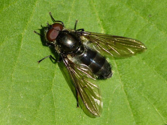 Cheilosia variabilis © BARBIER Simon