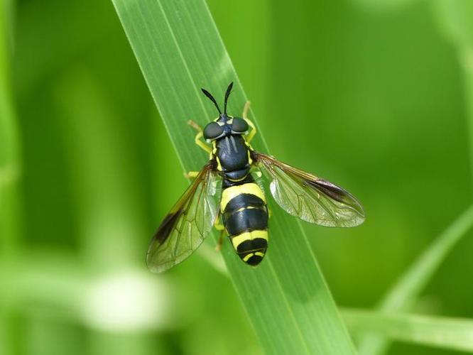 Chrysotoxum bicinctum © BARBIER Simon