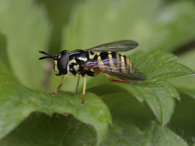 Chrysotoxum verralli © TOP Damien