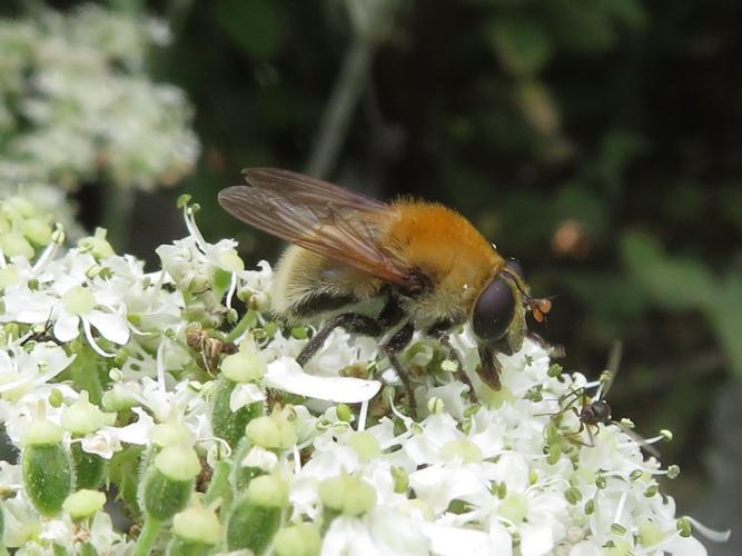 Criorhina berberina © MAILLIER Sébastien