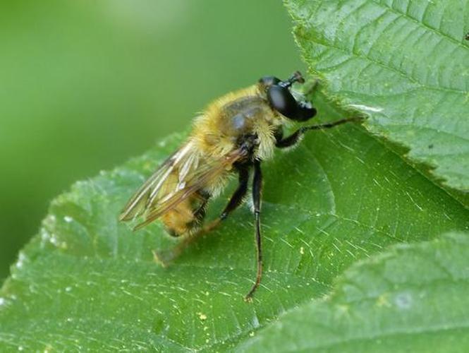 Criorhina floccosa © BARBIER Simon