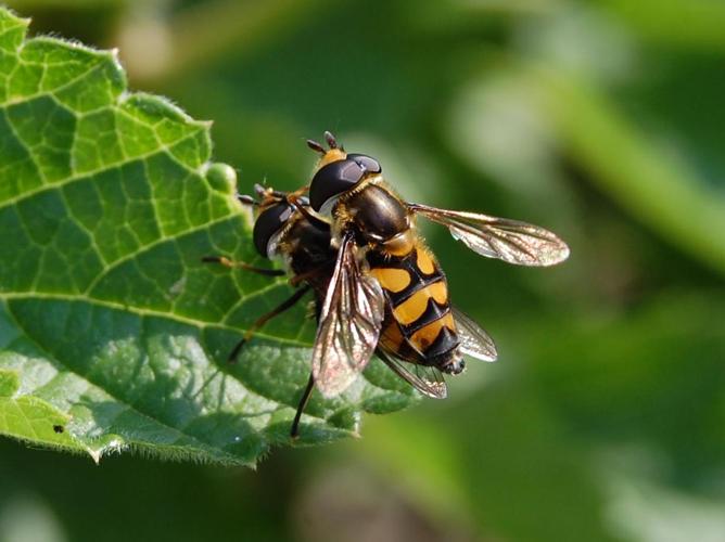 Didea fasciata © VANSTEENE Nicolas