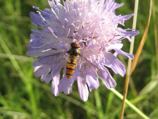 Episyrphus balteatus © LETHEVE Xavier