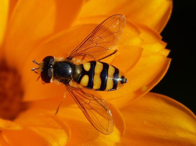 Eupeodes latifasciatus © BARBIER Simon