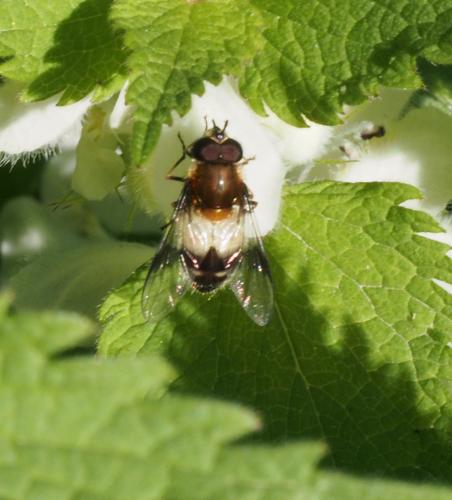 Leucozona lucorum © PLATEAUX Odile