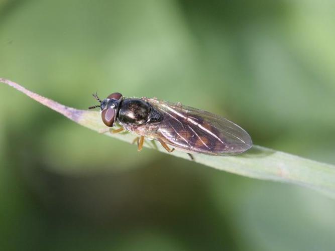 Melanostoma mellinum © TOP Damien