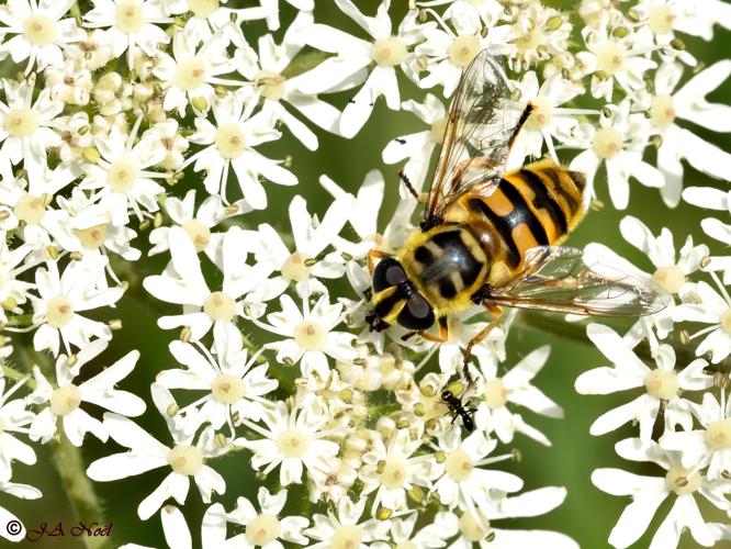 Myathropa florea © NOEL Jean-Adrien