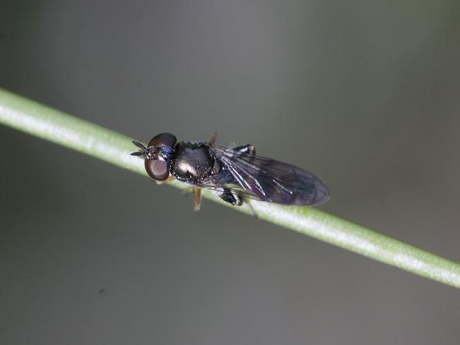 Neoascia podagrica © TOP Damien