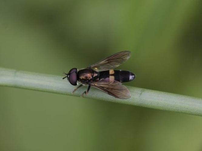 Platycheirus rosarum © TOP Damien