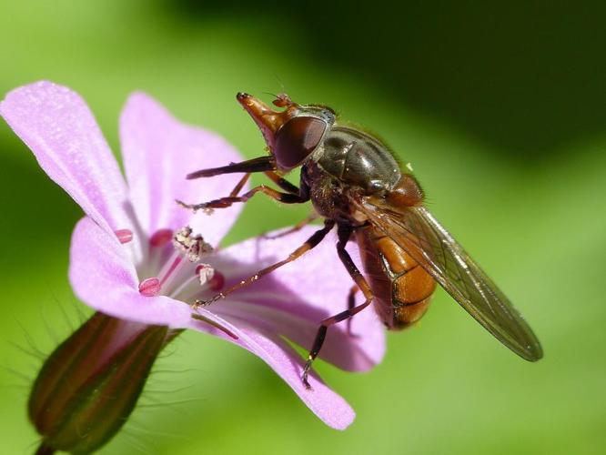 Rhingia campestris © BARBIER Simon