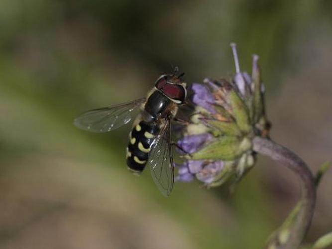 Scaeva selenitica © TOP Damien