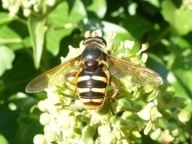 Sericomyia silentis © MAILLIER Sébastien