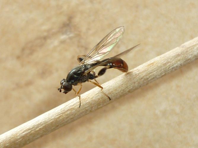 Sphegina sibirica © BERTRAND Michel (ADEP)