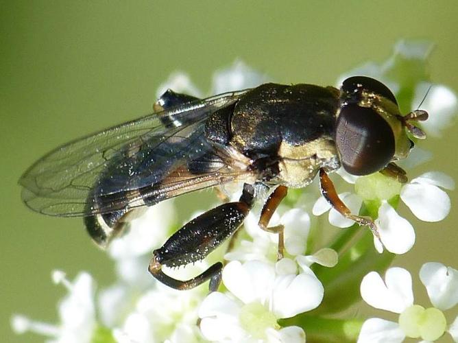 Syritta pipiens © BARBIER Simon