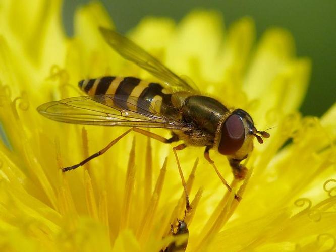 Syrphus ribesii © BARBIER Simon