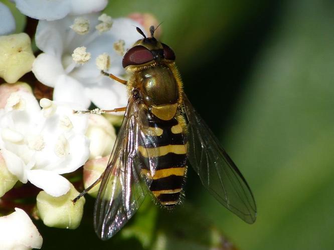 Syrphus torvus © BARBIER Simon