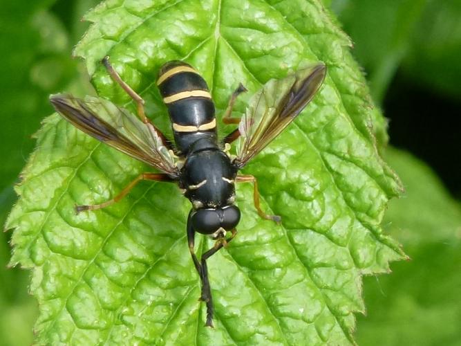 Temnostoma bombylans © MAILLIER Sébastien