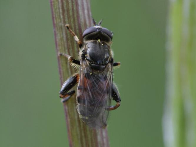 Tropidia fasciata © TOP Damien