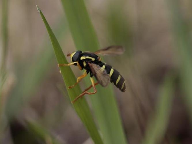 Xanthogramma citrofasciatum © TOP Damien