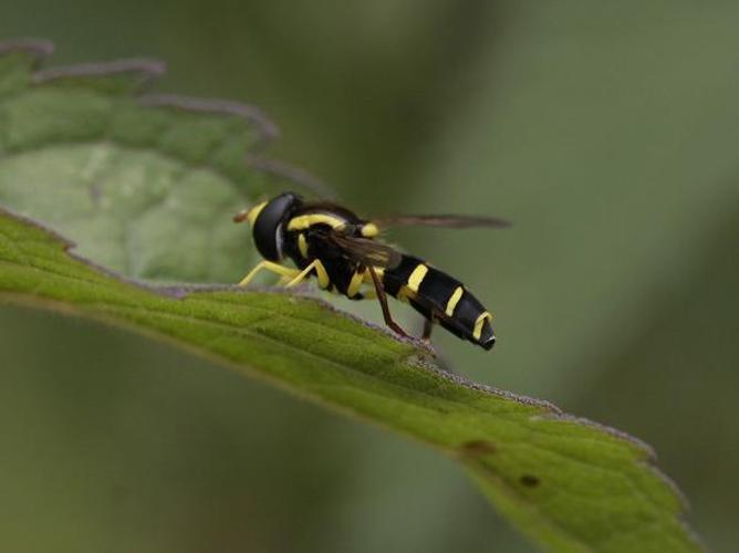 Xanthogramma pedissequum © TOP Damien