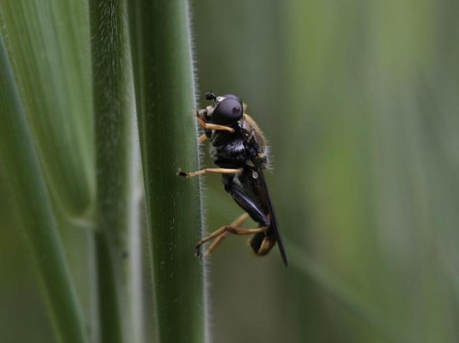 Xylota xanthocnema © TOP Damien